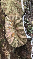 Actinostella bradleyi