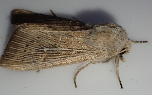 Obscure Wainscot, Gorissenweg, Noordeloos, Zuid-Holland, NL, photo 8 of 10