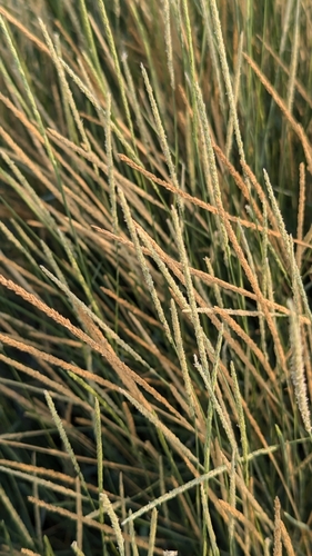 Sporobolus spicatus, photograph 6