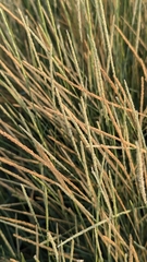 Sporobolus spicatus, photograph author not stated, no rights reserved