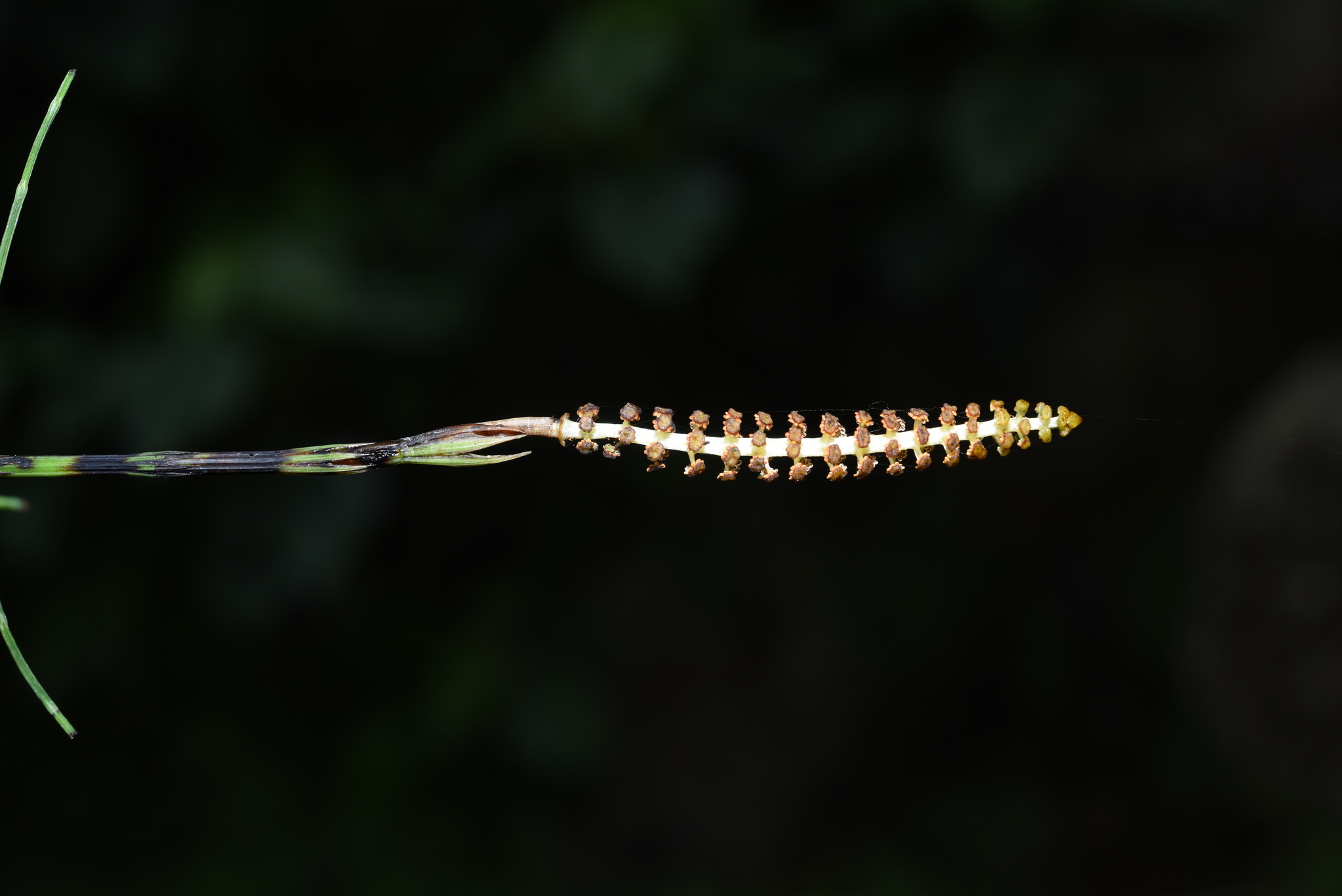 Equisetum arvense — ảnh 2
