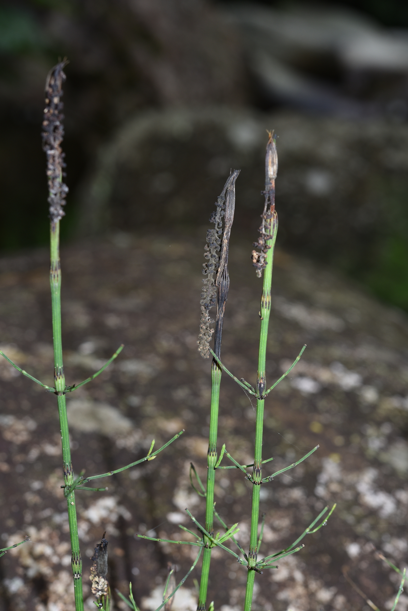 Equisetum arvense — ảnh 3
