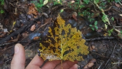 Populus deltoides deltoides