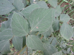 Hylodesmum podocarpum