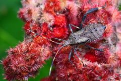 Acholla multispinosa