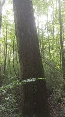 Populus deltoides deltoides