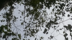 Populus deltoides deltoides