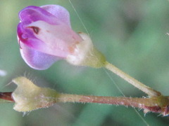Hylodesmum podocarpum