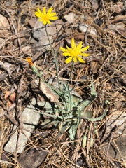 Malacothrix floccifera