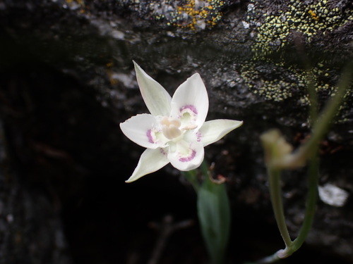 Image of Calochortus lyallii by (c) elik03, some rights reserved (CC BY)