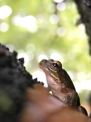 Hyla japonica