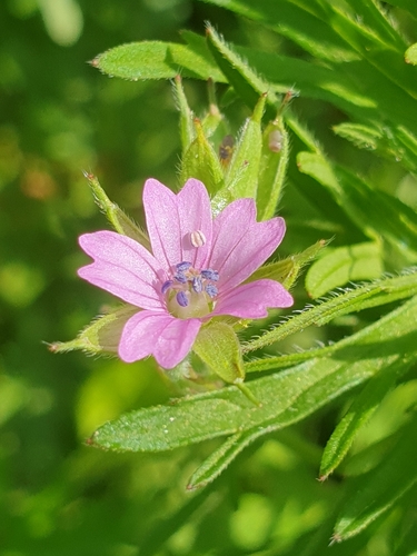 Geranium dissectum iNat (1)