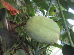 Stauntonia hexaphylla