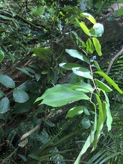 Heteropterys laurifolia