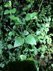 Dicliptera brachiata