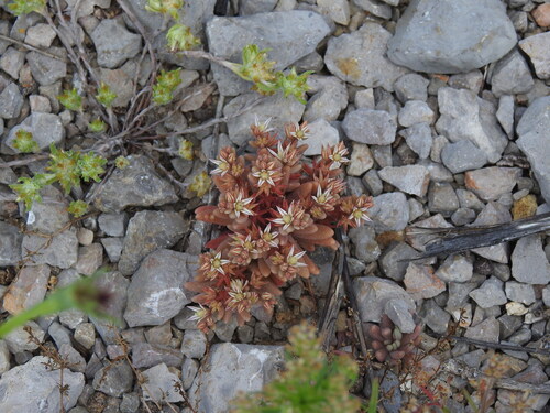 Image of Sedum rubens by (c) Duarte Frade, some rights reserved (CC BY)