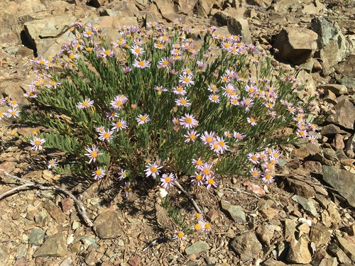 Image of Erigeron klamathensis by (c) Matt Berger, some rights reserved (CC BY)