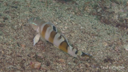 Valenciennea wardii observed 2025-05-10