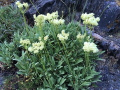 Eriogonum compositum