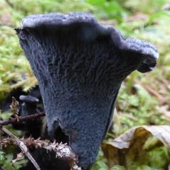 Polyozellus purpureoniger