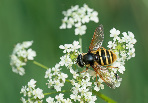 Yellow-barred Peat Hover Fly, Nationaal Park De Loonse En Drunense Duinen, NL-NB-TI, NL-NB, NL, photo 7 of 10