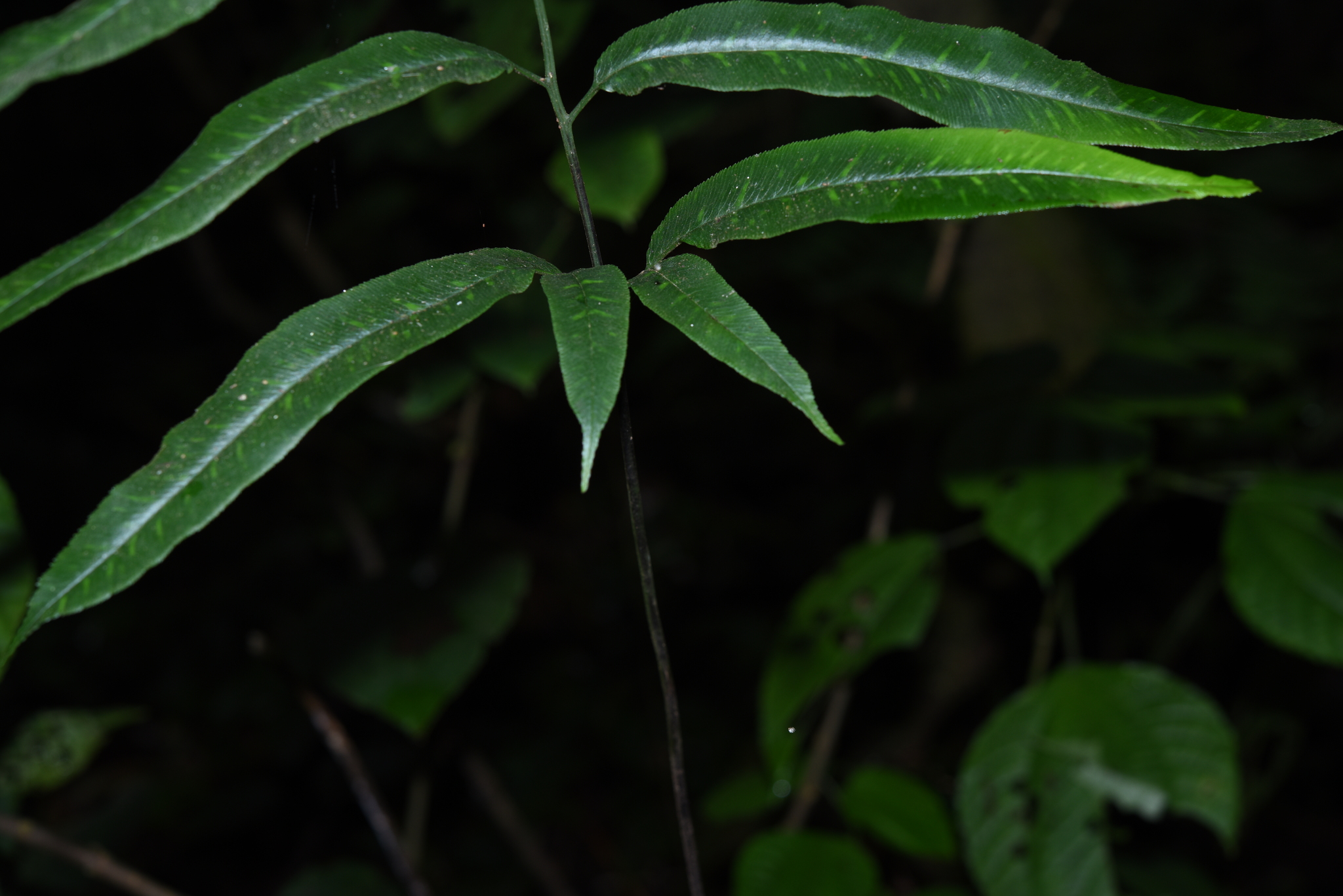 Coniogramme intermedia — ảnh 2
