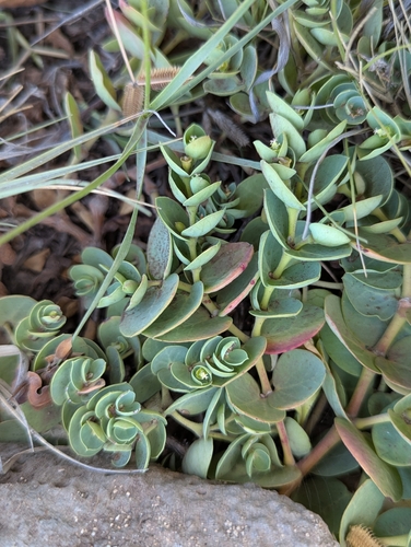 Euphorbia degeneri observed 2025-05-09