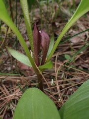 Trillium petiolatum, photograph (c) elik03, some rights reserved (CC BY)