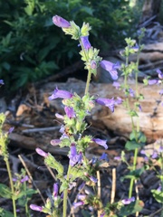 Penstemon anguineus