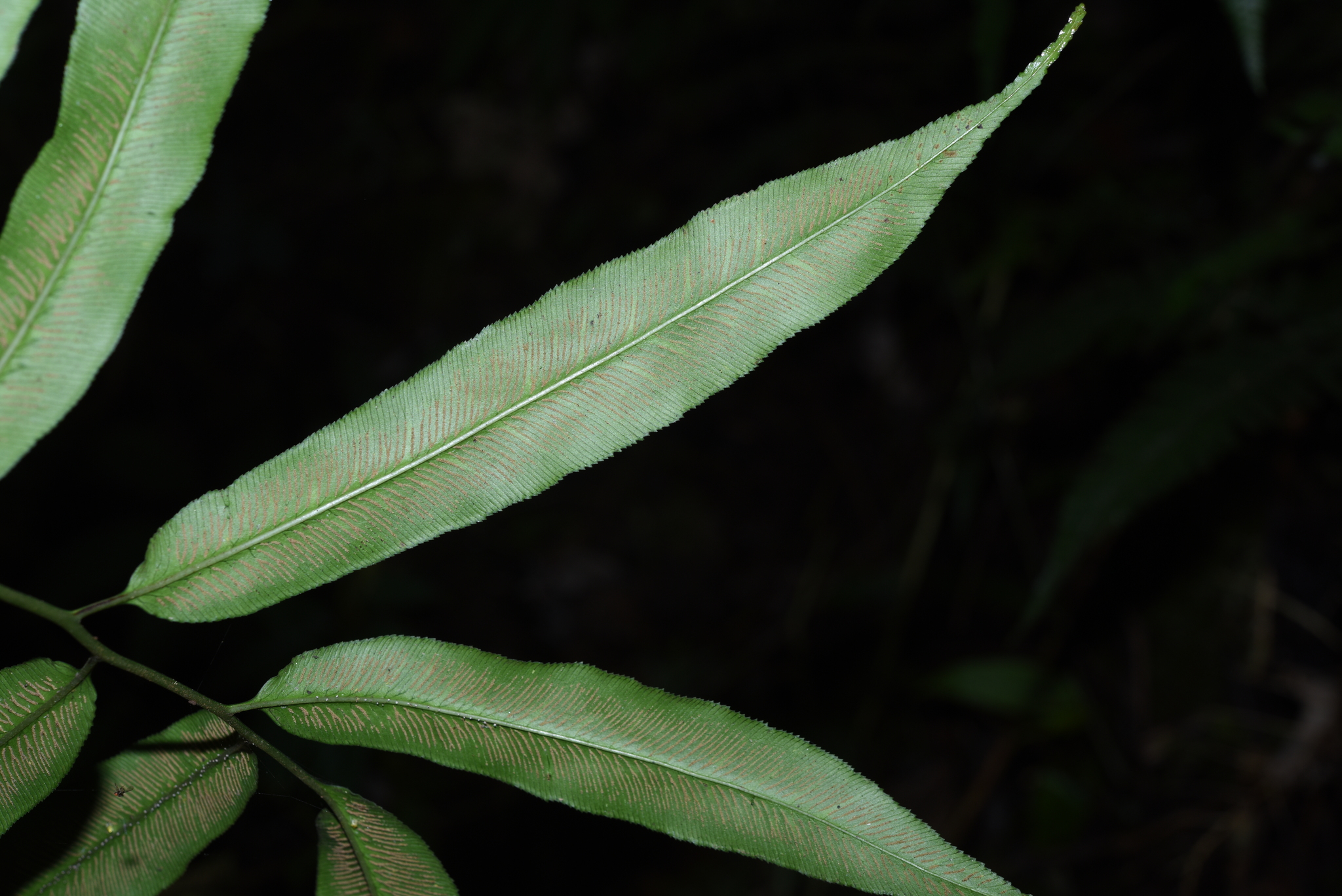Coniogramme intermedia — ảnh 3