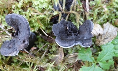 Polyozellus purpureoniger