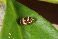 Cryptocephalus trizonatus