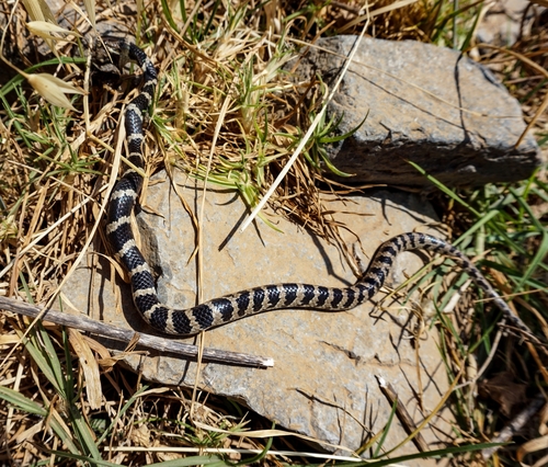 Photo of a Williams' Tree Snake (Dipsas williamsi)