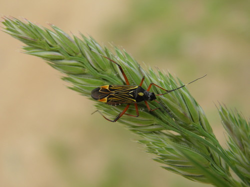 Nuostabioji žolblakė