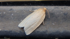 Clepsis clemensiana