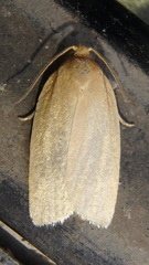 Clepsis clemensiana