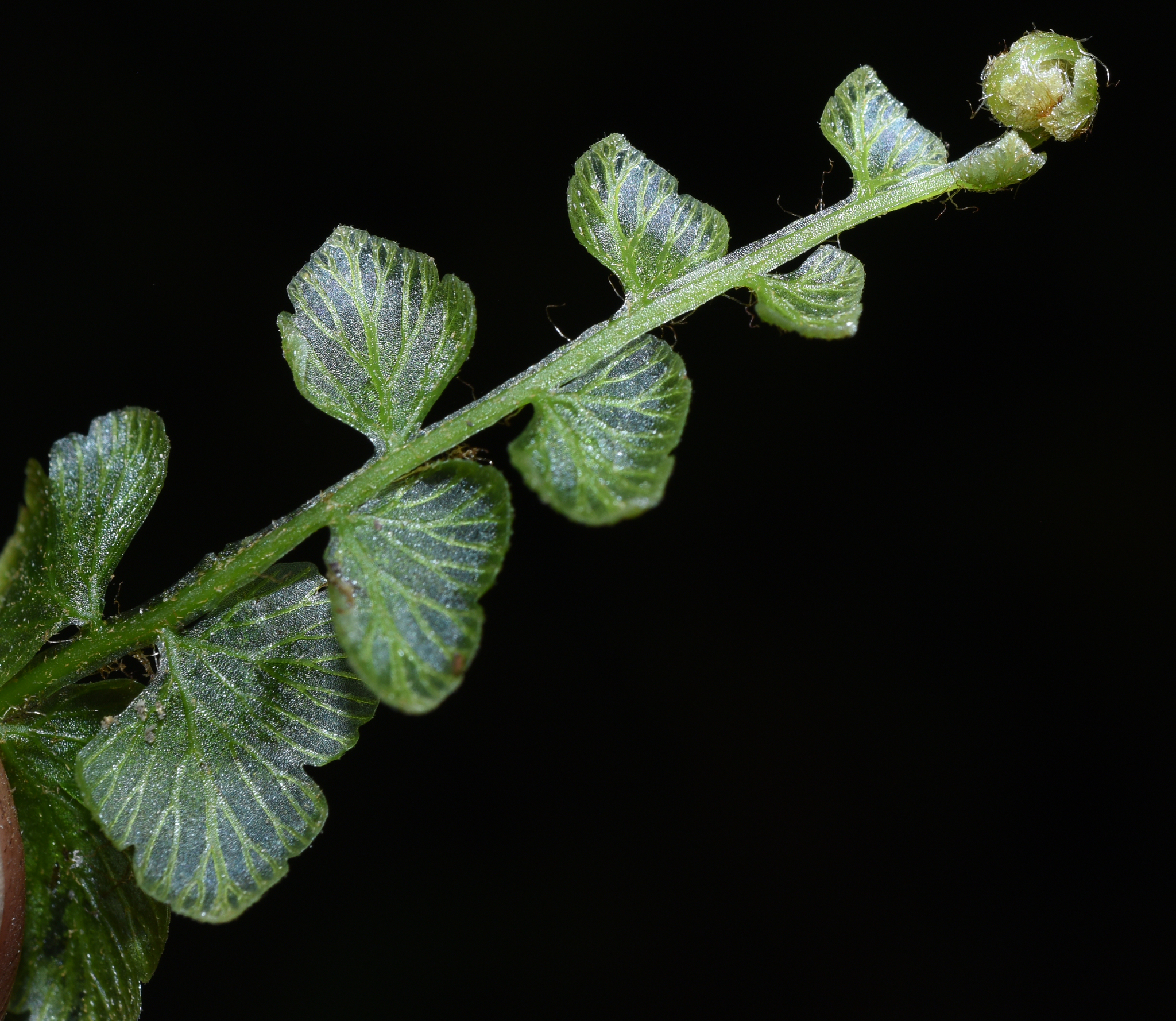 Vandenboschia auriculata — ảnh 2