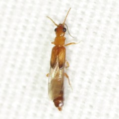 Telegeusis