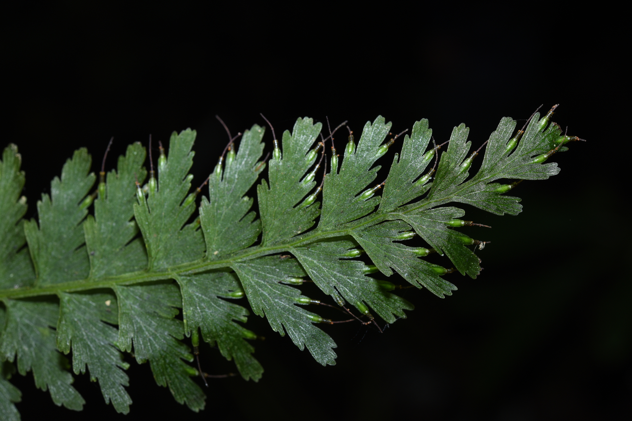 Vandenboschia auriculata — ảnh 3