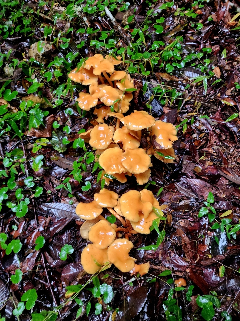 Pholiota malicola · May 2025 · photo: © rotceh_dnih (iNaturalist, cc-by)