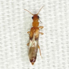 Telegeusis