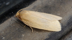 Clepsis clemensiana