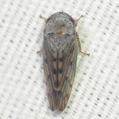 Marganana suilla