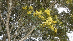 Tachigali densiflora