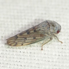 Marganana suilla