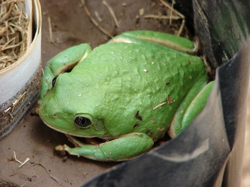 Agalychnis dacnicolor