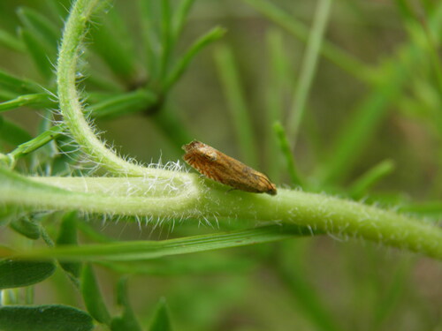 Oranžinė Latronimfa
