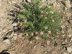 Erigeron klamathensis
