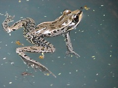 Lithobates magnaocularis