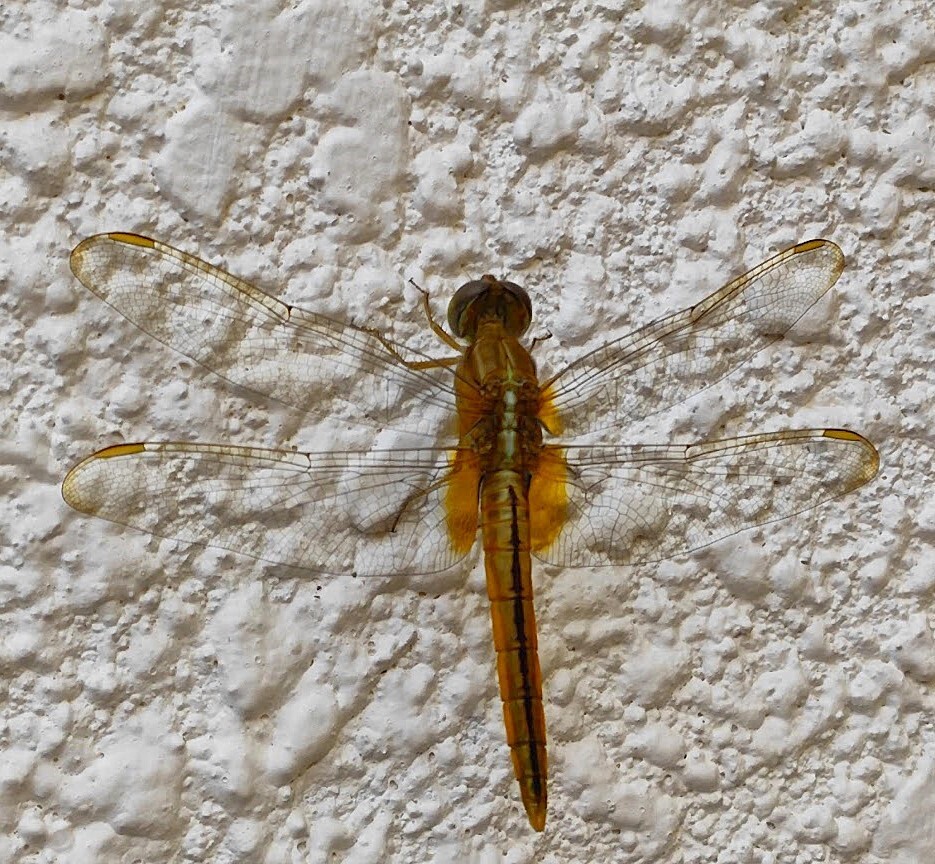 Scarlet Skimmer